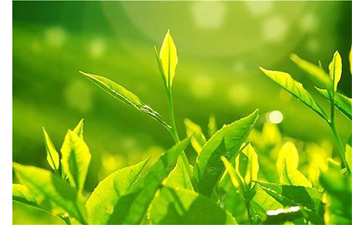 茶葉好色先生软件下载溯源係統具有哪些優勢價值?