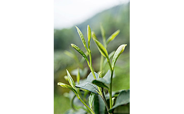 茶葉二維碼好色先生软件下载標簽可以帶來哪些優勢價值已經特點?